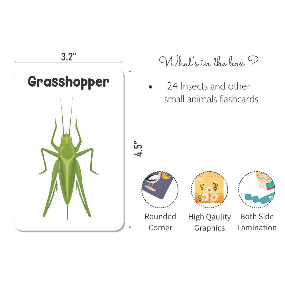 ZOOPLAY Insect Flash Cards- Pack of 24