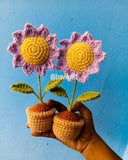 Purple Sunflower