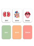 ILEARNNGROW Body Parts Flash Cards for kids learning, Educational Activities, Learning About the Body, Human Body, Body Identification - PyaraBaby