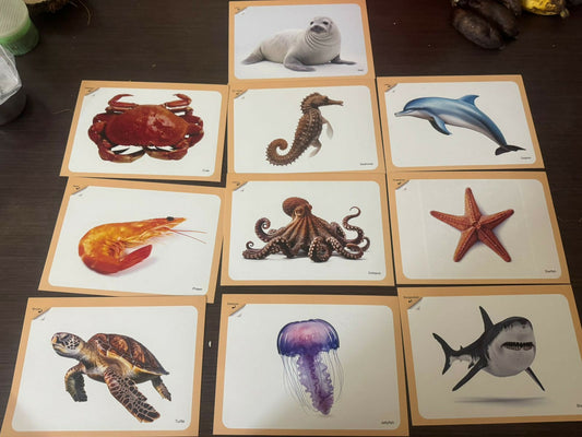 Early Learning Flashcards & Spiral Book Set 