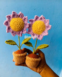 Purple Sunflower